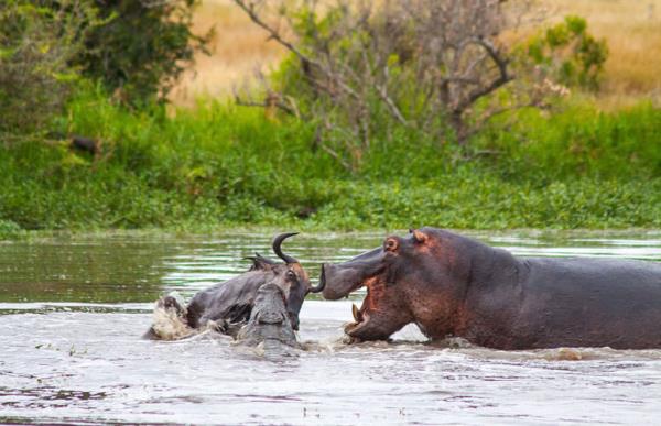 Timsah tarafndan yakalanan antilop 1 saat boyunca kamak iin rpnrken, su aygr bu mcadeleye dahil oluyor...