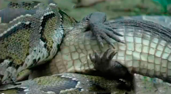 Piton ylan, devasa cssesi sayesinde, henz kk olan timsaha pek ans tanmyor.