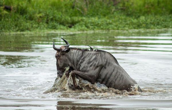 Timsah ve antilobu ayran su aygr, timsahn yemeine engel oluyor...