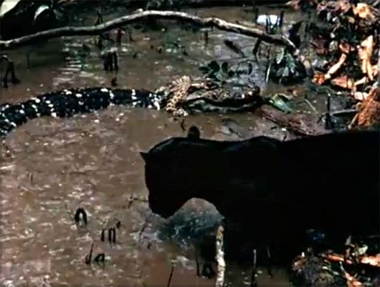 Ormanda kk bir su birikintisinde yaayan timsah, Jaguara av oldu. Cesaretiyle bilinen jaguar koca timsah suyun ierisinde boarak ldrd. te o inanlmaz anlar..