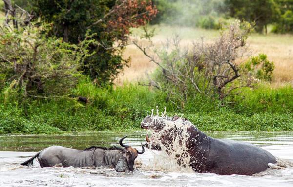 Gney Afrika'da amatr fotoraf Nick Fleer tarafndan ekilen bu grntler grenleri hayrete drd...