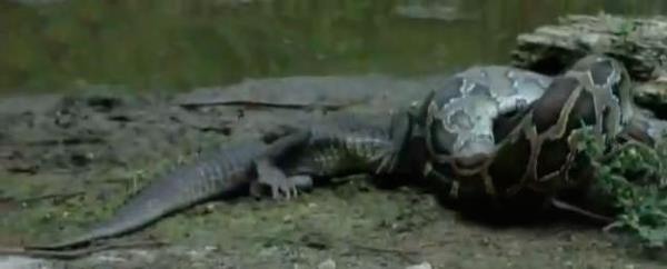 Timsahn kafasn azna almay baaran ylan, timsahn rpnmalarna ramen onu brakmyor.