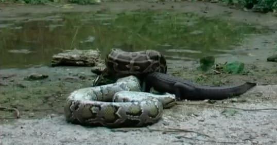 Azl dmann yava yava yutmaya balyor.