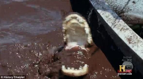 Arl 320 kiloyu bulan 3 metrelik devasa canavar, bota ekilmeye baland srada bir anda "hayata dnd" ve avclar dehete drd.