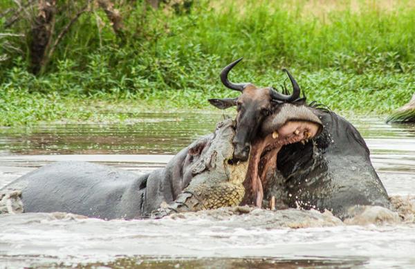 Timsah payn almadan mcadeleden ekiliyor ve su aygr avn kapt gibi gzden kayboluyor.