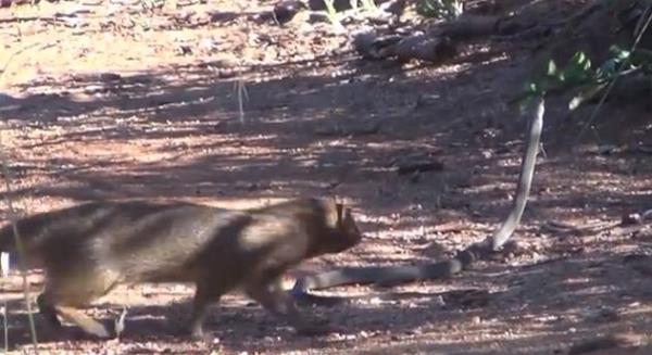 Av ile avc kar karya geldiinde ise inanlmaz bir sava yaanyor.