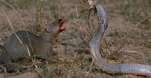 Dnyann en zehirli ylan olan kara mamba ve firavun faresinin inanlmaz sava grenleri hayrete dryor...