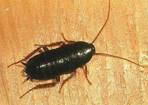 Hamambcekleri yaklak olarak 250 milyon yldr yaadklar halde hibir deiime uramamlardr.