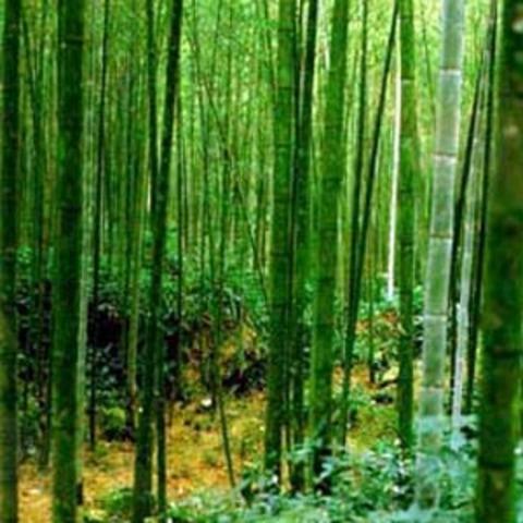 Dnyann en hzl byyen bitkisi bambu, bir gnde 90 cm kadar uzuyor