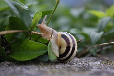 Smklbceklerin drt tane burnu vardr.