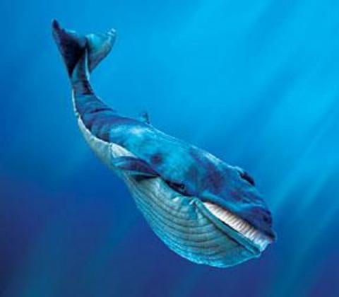 Dnyann en byk hayvan mavi balinadr. Ayn zamanda hayvanlar leminin en hzl byyen hayvandr. Kilosu 22 ayda 26 tona kadar ular
