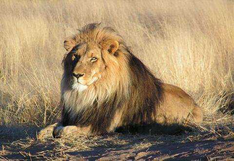 Aslanlar bir gnde 50 kez seviebilirler.