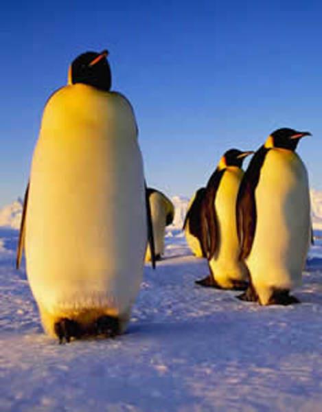 Penguen yzebilen, ama uamayan tek kutur.