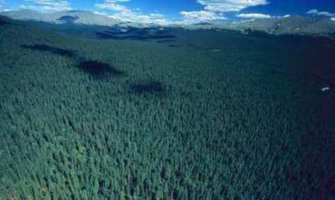 Rusya'nn drtte biri ormanlarla kapldr.