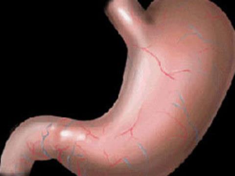 nsan midesi 2 haftada bir i zarn yenilemek zorundadr aksi halde kendi kendini sindirir.