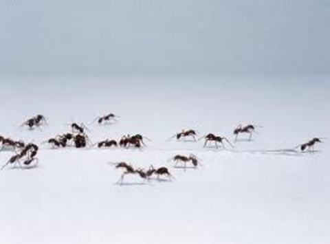 Dnyada insan bana den karnca says 1 milyondur.