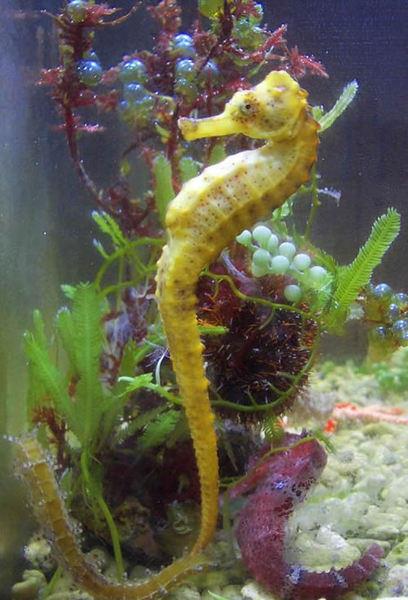 Denizatlar, erkekleri hamile olan tek canl grubudur