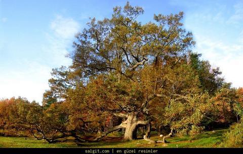 Mee aalar elli yandan nce palamut vermez