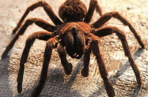 Tarantulalar iki buuk yl yiyeceksiz yaayabilirler.
