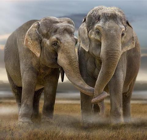 Filler zplamayan tek memelidir