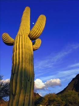 Kakts'le gelen lm<br>  1982'de 27 yandaki David Grundman kakts reklamlar iin l bitkilerine tabancasyla atlar yapyordu. Fakat bir at srasnda kaktsten frlayan bir para ona arparak lmne sebep oldu. Gnmzde bir bitki yznden len tek kii olarak biliniyor.