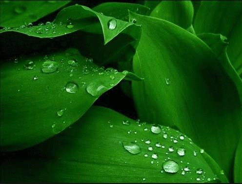 Kaslarn yzde 75`i sudan oluuyor