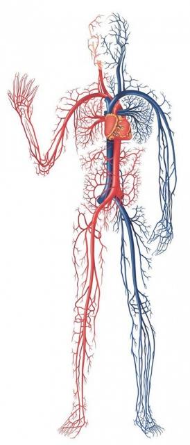 nsan vcudundaki damarlarn uzunluu yaklak 96 bin kilometre.