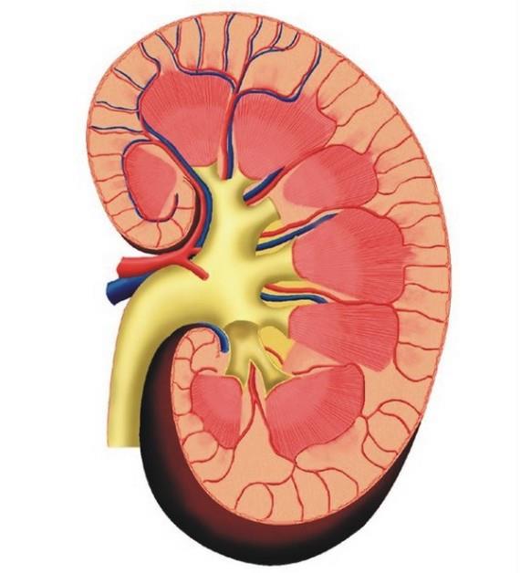 Bbrekler kan gnde 300 keze kadar filtreliyor.