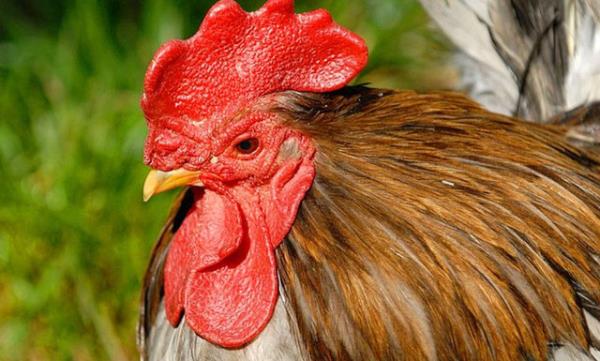 13. Horoz bii - Avrupa