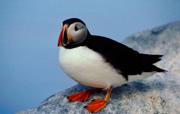 10. Deniz papaan kalbi-zlanda