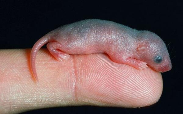 19. Yavru Fare arab-Kore