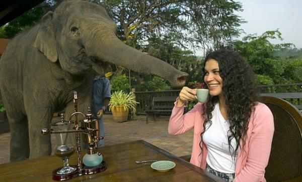 14. Black Ivory Coffee