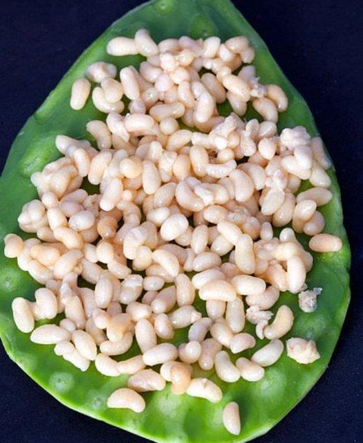 15. Escamole-Meksika