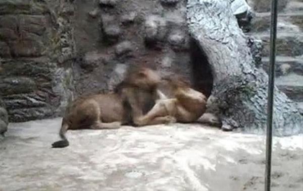 Bir aslan yavru aslan boazndan yakalad ve ldrene kadar brakmad...