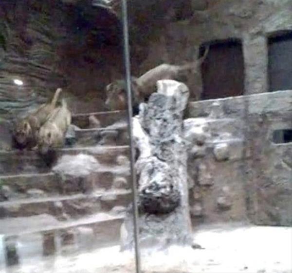 Aslanlar hayvanat bahesinin 60. yl nedeniyle Gdansk, kuzey-dou Polonya'da bir ehir hayvanat bahesine getirilmiti. Erkek aslan dii aslanlar nce aa kovalad...