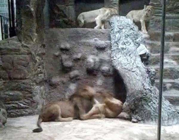 Daha sonra dii yavru aslana saldrp onu ldrd.