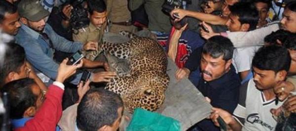 Vahi leopar zar zor etkisiz hale getirildi.