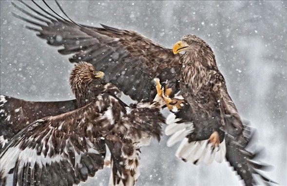 Kartallarn amansz mcadelesi kameralara byle yansd.