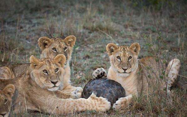 Onu srmaya alan yavru aslanlar, pangolinle bir sre oynadktan sonra pes ettiler...