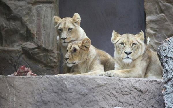 Polonya'da bir hayvanat bahesinde aknlk veren bir olay yaand..