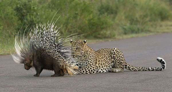 Leoparn kendisine yaklatn fark eden kirpi, savunmaya geiyor ve onu yanndan uzaklatrmak iin her yolu deniyor.