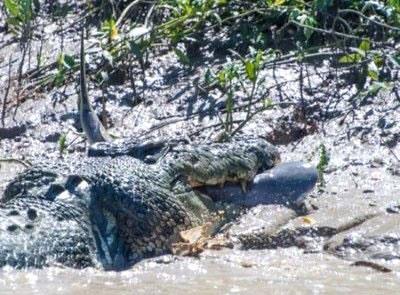 Blgede bilinen ve Brutus adyla arlan timsah yaklak 80 yanda ve n ayaklarndan biri yok.