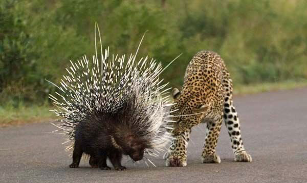 Erkek leopar kirpiye yaklatka yara alyor ve en sonunda pes ederek oradan uzaklayor.