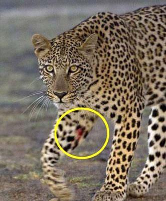 te leoparn kirpiyle girdii mcadelede ald darbe.