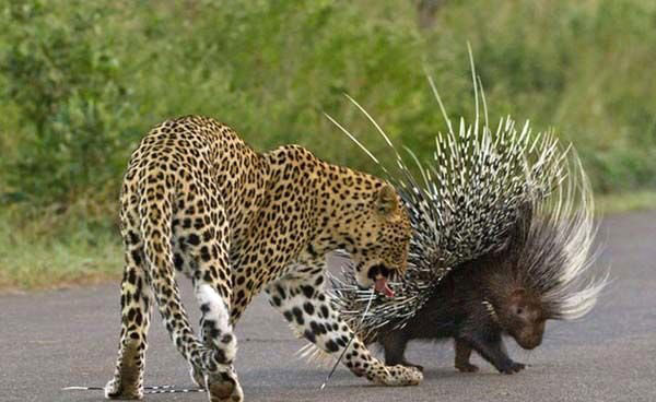 Gney Afrika'da grev yapan 26 yandaki fotoraf Craig Schraibman, bir erkek leoparn kirpiyi akam yemei olarak gzne kestirme anlarn kare kare ite byle grntledi