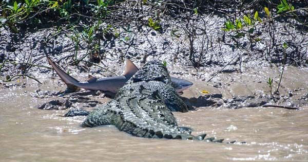 nce timsahn bir balk yakaladn dnen Andrew sonradan dikkatli baknca bunun bir kpekbal olduunu fark edip hemen fotoraf makinesine sarld.