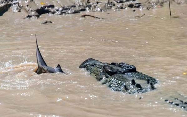 Amatr fotoraf ok nadir grlen bir doa karlamasn fotoraflayabildi. Kpekbal ve timsah kar karya gelse ne olur? Bu sorunun cevabn asla bulamayacaz derken turist Andrew Paice, kz arkadayla Adelaide Nehri'nde gezinti yaparken bu grntleri ekti.