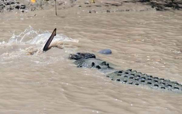 Bu inanlmaz fotoraflarda, bir timsah ve bir kpekbal lmne dvyorlar.