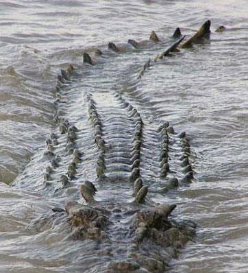 Brutus'un blgesi olarak bilinen yerde kpekbalyla karlaan turistler, mcadelenin sonucunu ne yazk ki gremediler, timsah bal yedi mi yoksa balk kaabildi mi? Bu sorunun cevab bir sre daha bekleyecek gibi duruyor.