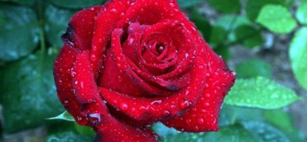 Allah'a arma konusunda hibir knaycnn knamasna aldr etmememi